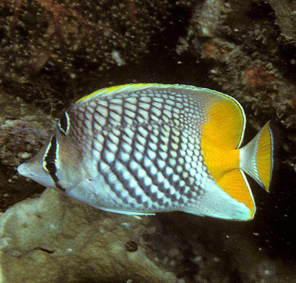 پروانه شورون فیلیپینی