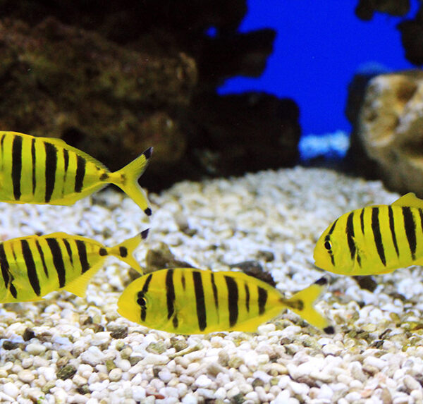 گلدن تراولی