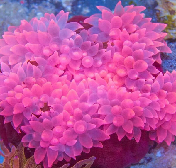 شقایق رز صورتی