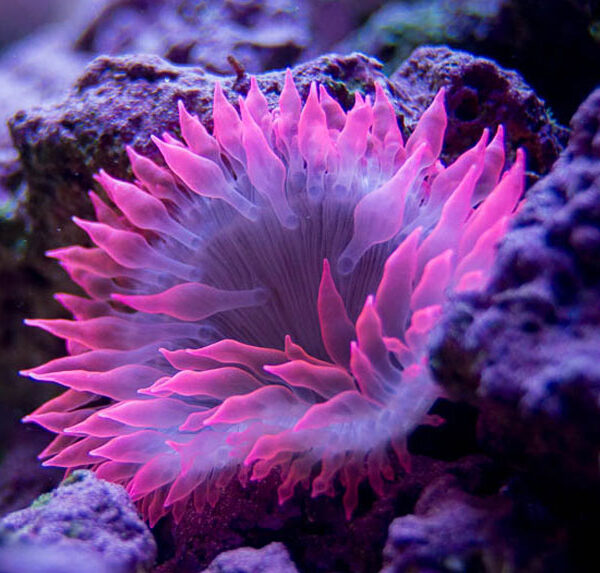 شقایق رز نوک صورتی