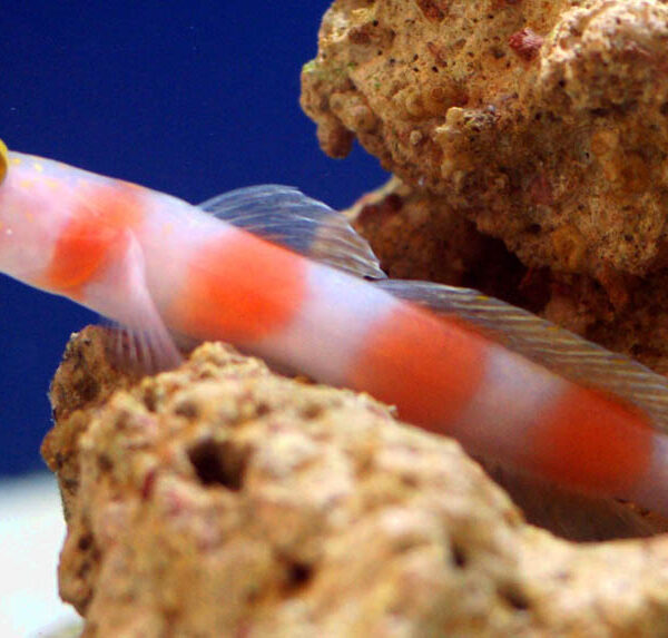 گابی نوار صورتی