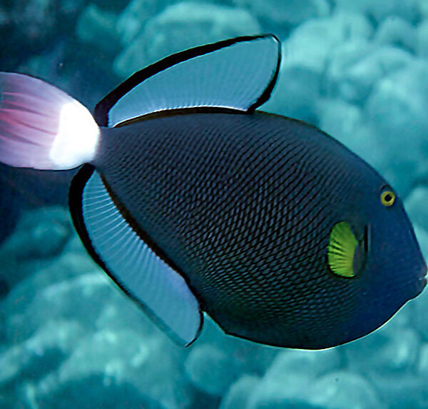 ماشه ماهی دم صورتی