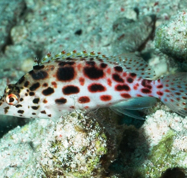 شاهین مرجانی