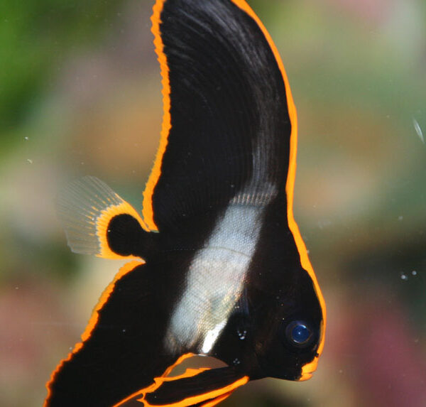 خفاش پیناتوس