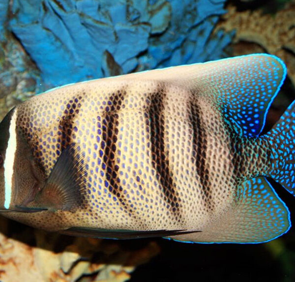 فرشته ماهی شش خط