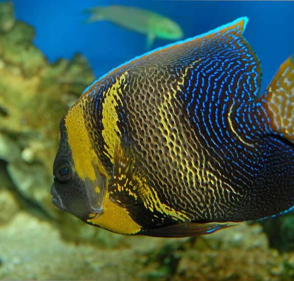 فرشته ماهی کورتز