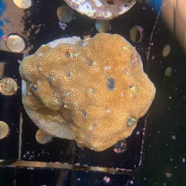 کرم لوله ای پریتس