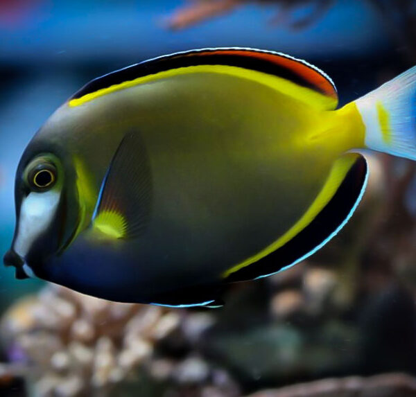 جراح ماهی پادر براون ژاپنی