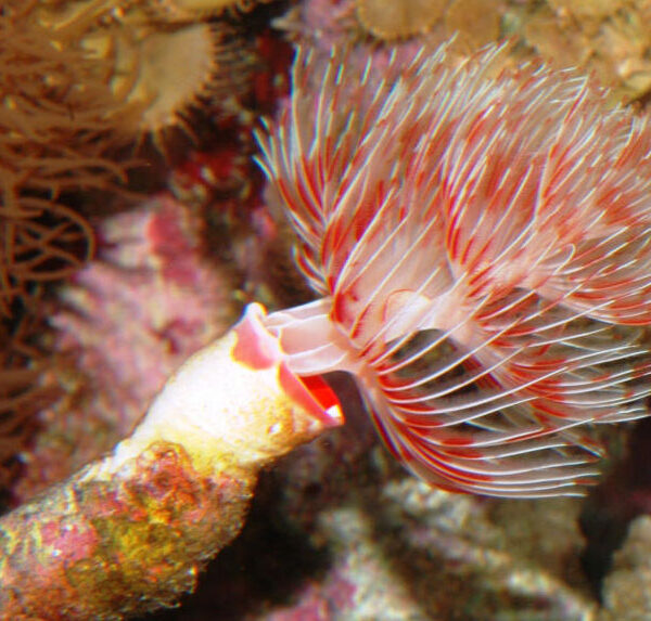 کرم کوکو مگنیفیکا