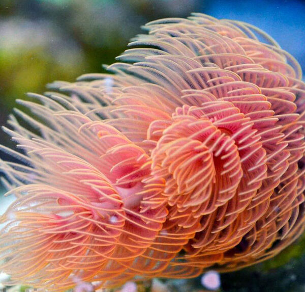 کرم کوکو قرمز