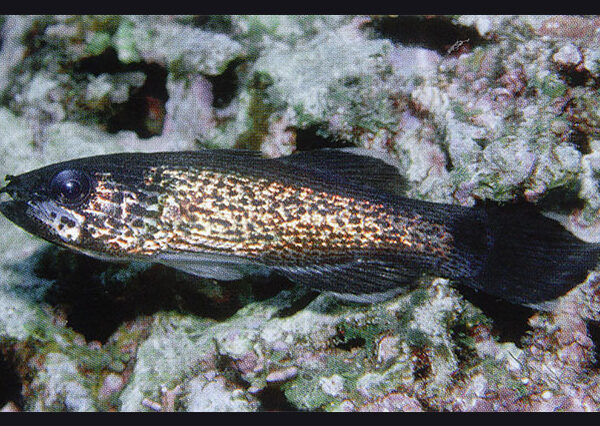 کاردینال آرواره سفید