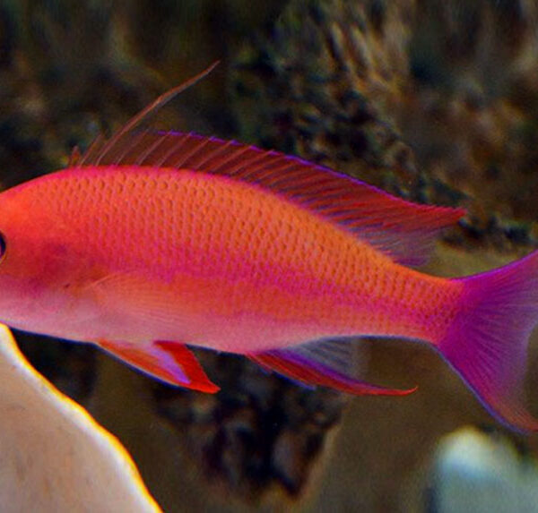 آنتیاس راندال (ماده)