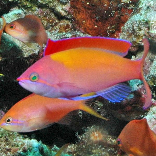 آنتیاس دیسپار