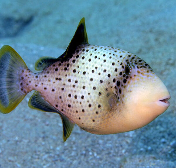 ماشه ماهی آناناسی