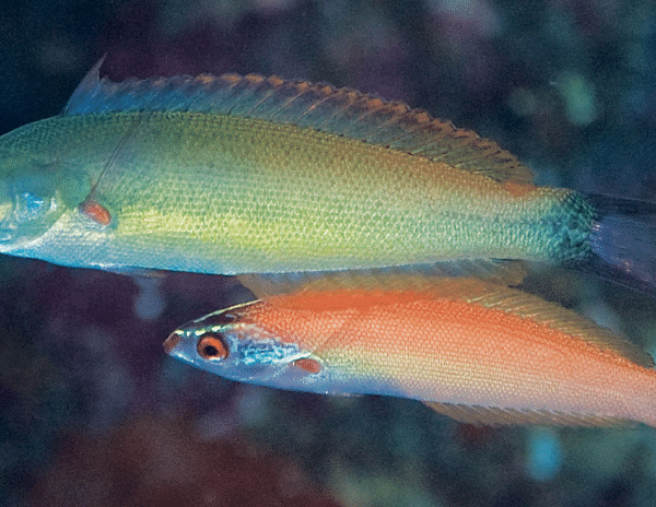 راس نقطه قرمز