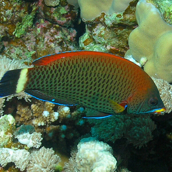 راس نئون بنفش