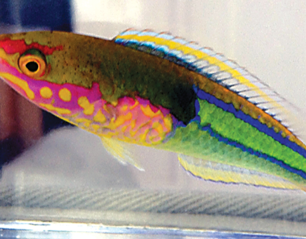 راس چشم قرمز