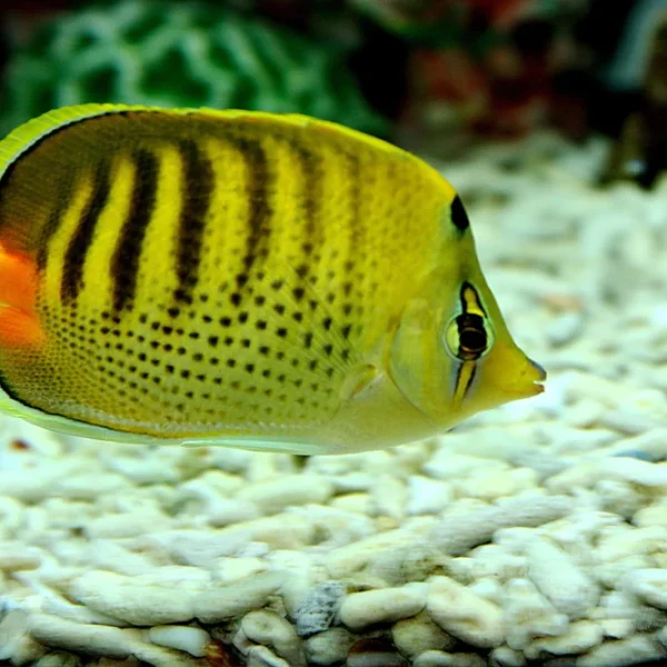 پروانه ماهی اسپات بندد