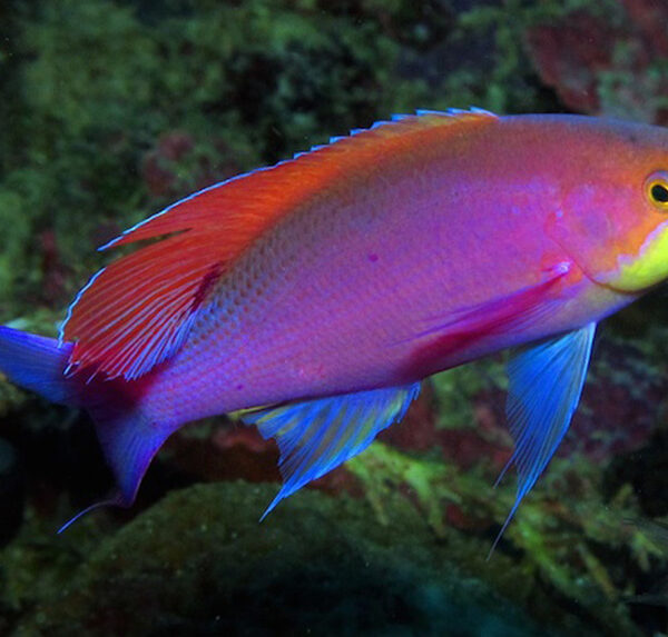 آنتیاس توکا