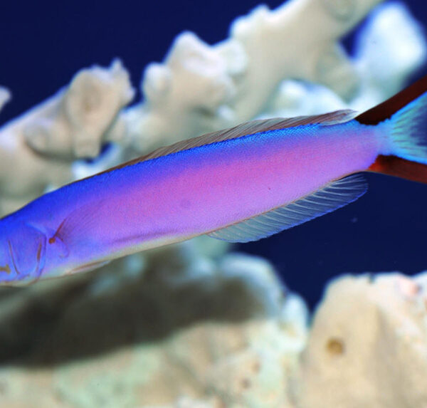 کاشی ماهی بنفش