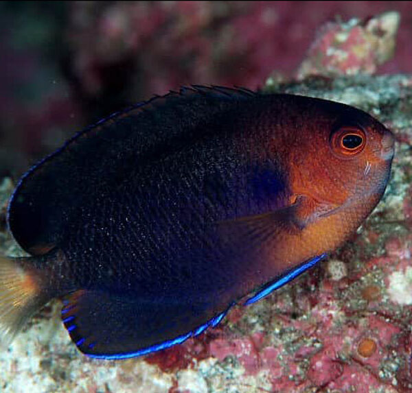 فرشته ماهی کوتوله رویال آبی