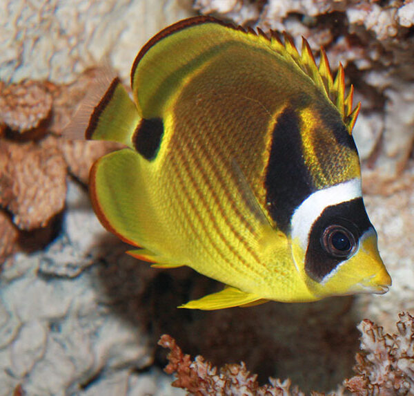 پروانه راکون