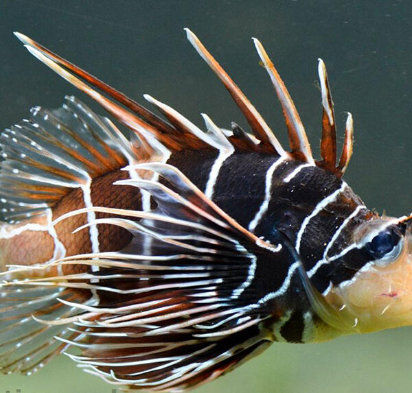 خروس رادیاتا