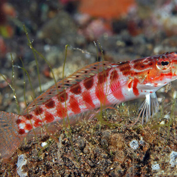 بلنی ماسه ای خال قرمز