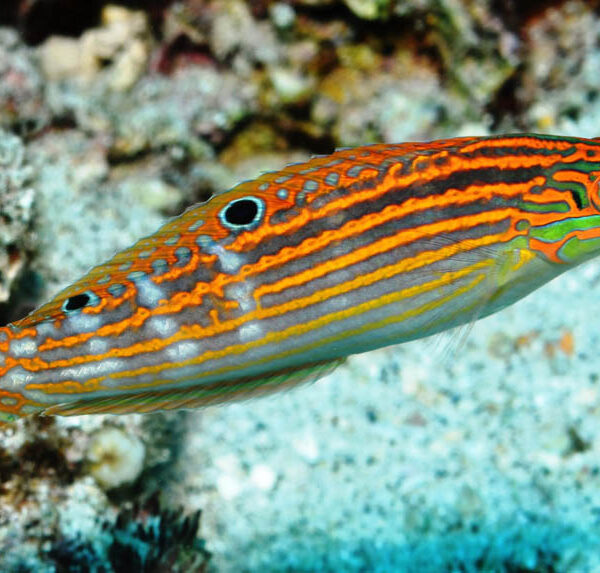 راس خط قرمز