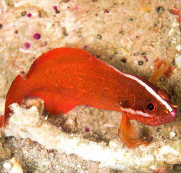 داتی بک باله بلند قرمز