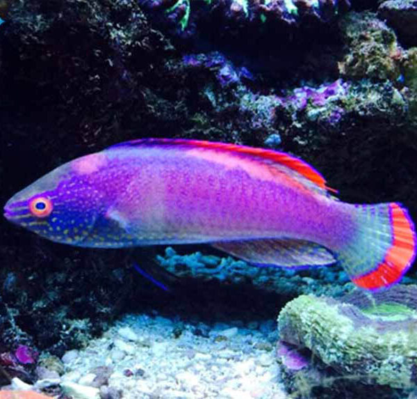 راس پری حاشیه قرمز