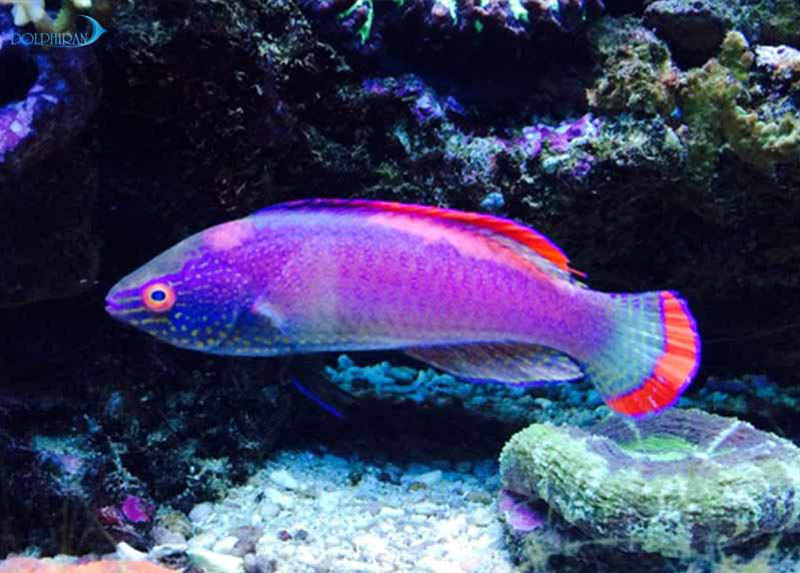 راس پری حاشیه قرمز