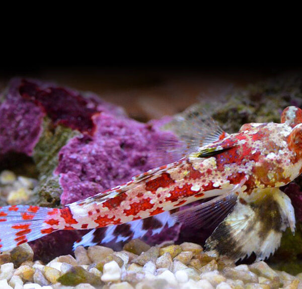 اژدها درخشان