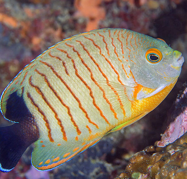 فرشته ایبلی