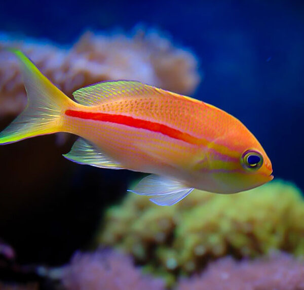 آنتیاس خط قرمز