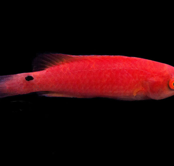 راس فرشته باله قرمز