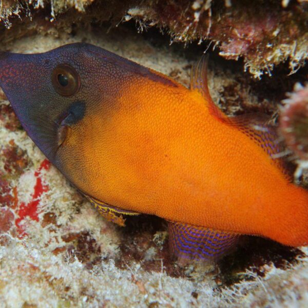 فایل فیش قرمز قرمز