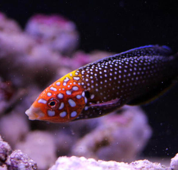 راس تامارین دم قرمز