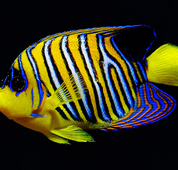 فرشته ماهی رگال هندی