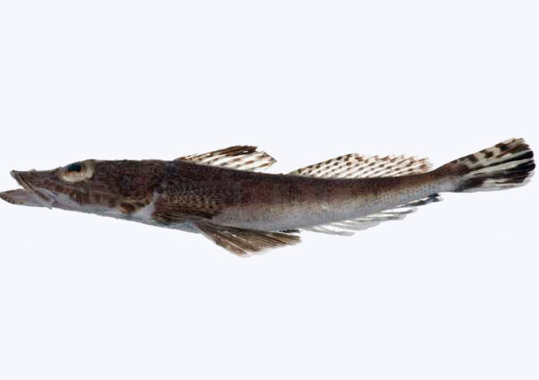 ماهی کروکودیل