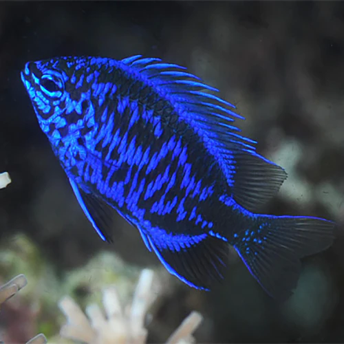 دامسل آبی سلطنتی