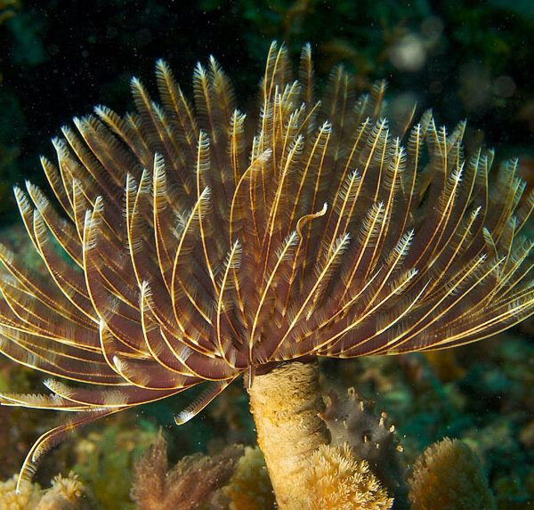 کرم پر طاووسی مگنیفیکا