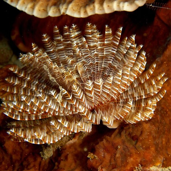 کرم‌ لوله‌ای طاووسی سفید/قهوه ای