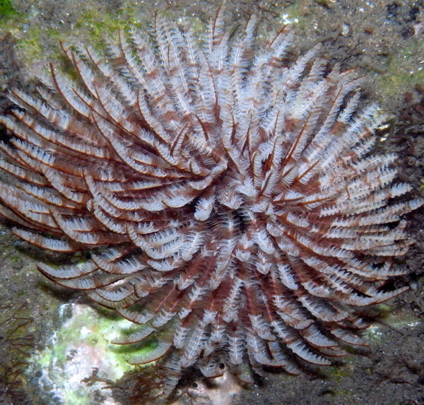 کرم لوله ای غول پیکر