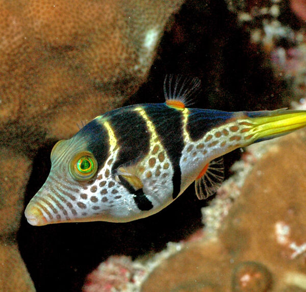 پافر پشت زین