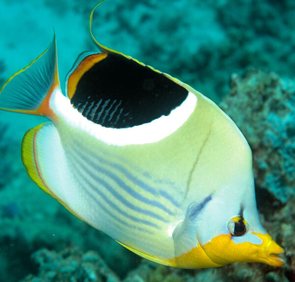 پروانه پشت زین