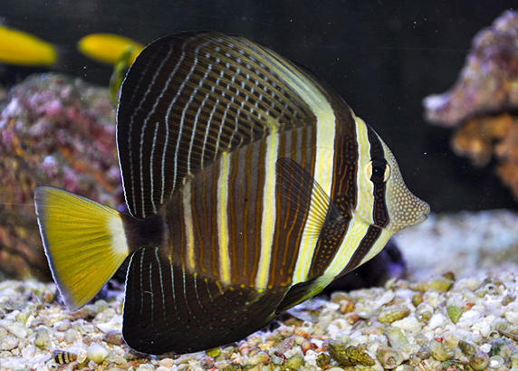 جراح ماهی بادبانی