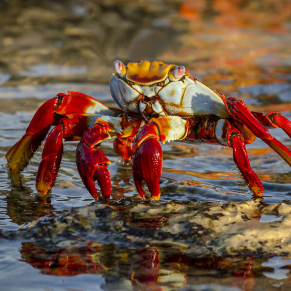 خرچنگ سالی لایت فوت