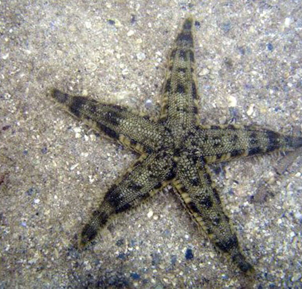 ستاره دریایی ماسه الک کن