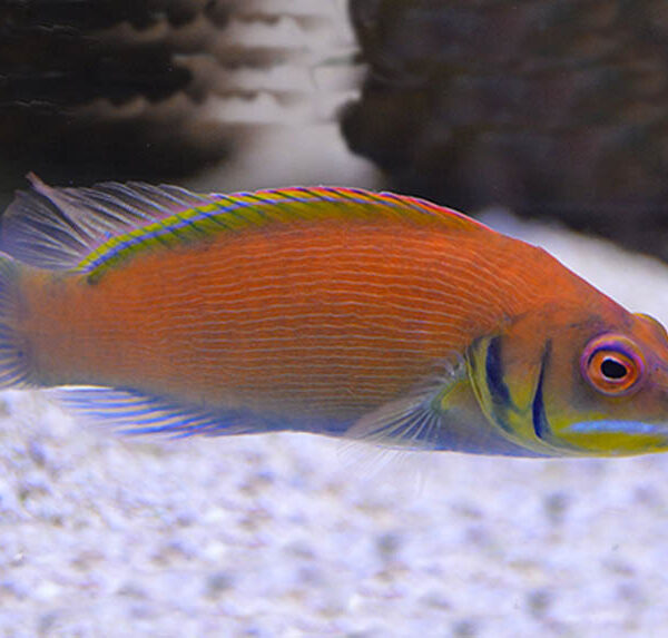 راس اسکارلت